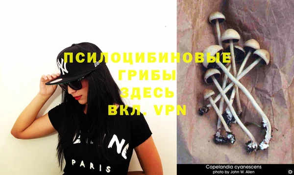 дживик Карпинск